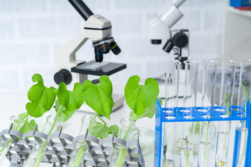 Laboratory exploring new methods of plant breeding