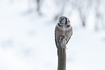 Northern Hawk owl