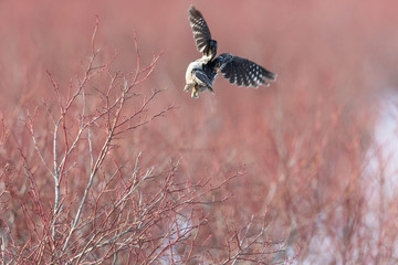 Northern Hawk owl