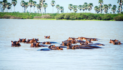 wading hippos in Selous National Park in Tanzania.