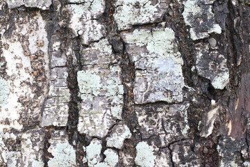 Bark wood texture background