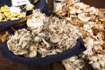 oyster mushrooms 