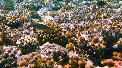 Underwater coral reef with tropical fish