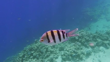 Underwater coral reef with tropical fish