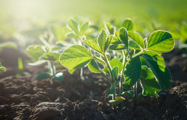 Concept of earth day. Glycine max, soybean, soya bean sprout growing soybeans on an industrial scale. Products for vegetarians. Agricultural soy plantation on sunny day.