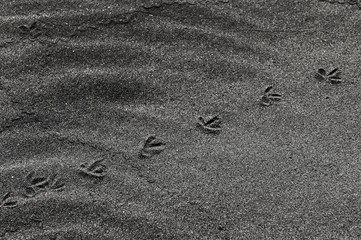 浜辺の砂に着いた鳥の足跡