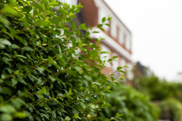 fragment of green plants with raindrops against the backdrop of a historic building in london uk