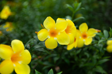 yellow flowers with green leaves