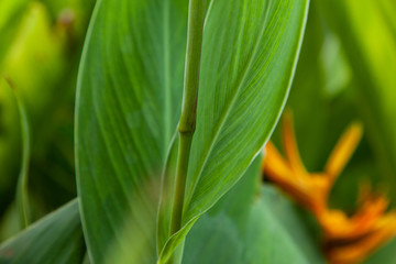 background green leaves texture