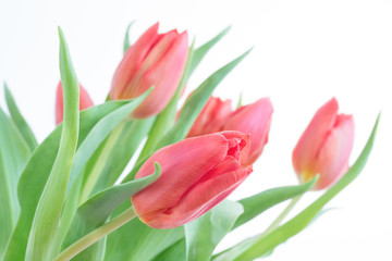 Tulip on an indistinct background