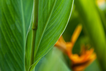 background green leaves texture