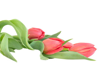Red tulips with leaves on a white