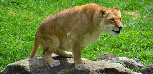 Lion is one of the four big cats in the genus Panthera, and a member of the family Felidae. With...
