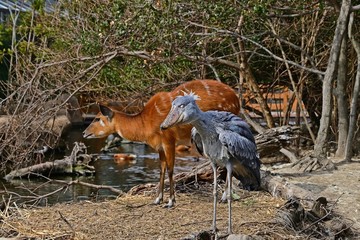 くつろぐハシビロコウとシタツンガ