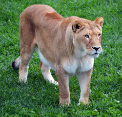 Lion is one of the four big cats in the genus Panthera, and a member of the family Felidae. With...
