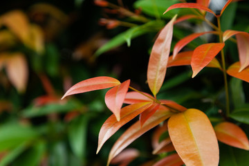 background green yellow red leaves texture