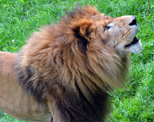 Lion is one of the four big cats in the genus Panthera, and a member of the family Felidae. With...