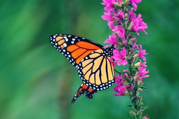 Monarch Butterfly resting on purple wildflowers with folded wings
