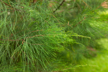 background green leaves texture, coniferous plant
