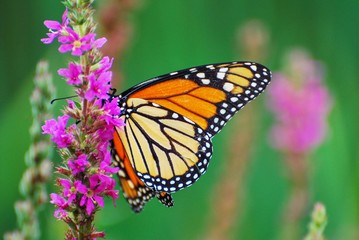 Monarch Butterfly feeding on purple wildflowers