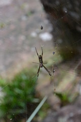spider on web