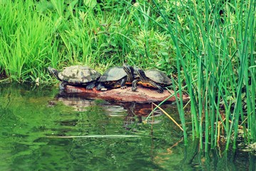 Three turtles on a log by the lake bank