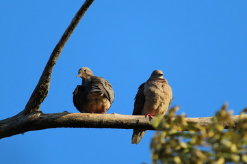 Pombos