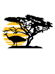 sonne streifen abend afrika baum savanne vogel silhouette umriss schatten pfau fasan federn groß männlich schön hübsch augen zoo wildtier comic cartoon clipart design