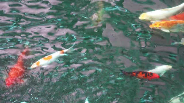 abstract blurred fancy carp fish, koi fish, swimming in the pond