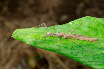 Image of a siam giant stick insect and stick insect baby on the green leaf. Insect Animal.