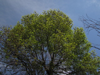 old lush jacaranda tree