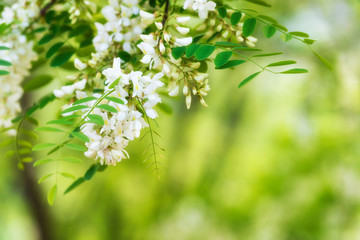 Blooming acacia background