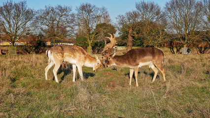 Deer rivality in Bushy park