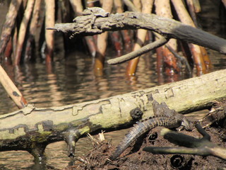 baby crocodile by the mangrove forest