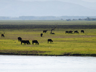 Buffaloes at lake Kerkini, Greece.  Colorful fields  water and buffaloes grazing under day light.