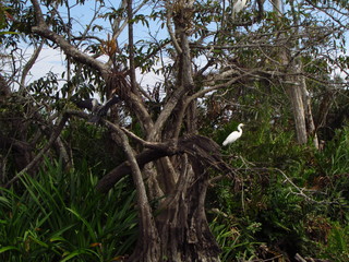 Tree in the everglade with storks