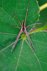 Image of Four-spotted Nursery Web Spider (Dolomedes triton) on a green leaf. Insect Animal