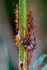 Image of Red Ants eat worms on tree. Insect. Animal