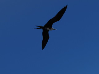 seagull flying in the blue sky
