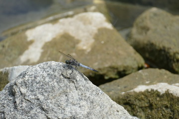 Libelle dragon-fly Insekten insect stone Steine Makro 