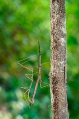 Image of siam giant stick insect on tree on nature background. Insect Animal
