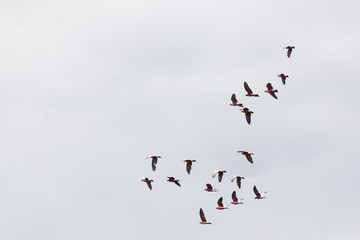 flock of birds on sky background Galah bird Australia Gold Coast