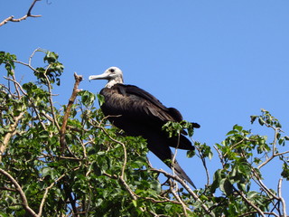 Frigate bird resting on a tree