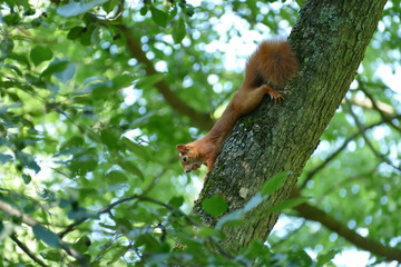 Eichhörnchen squirrel tree Baum klettern Tiere Nagetier Wald