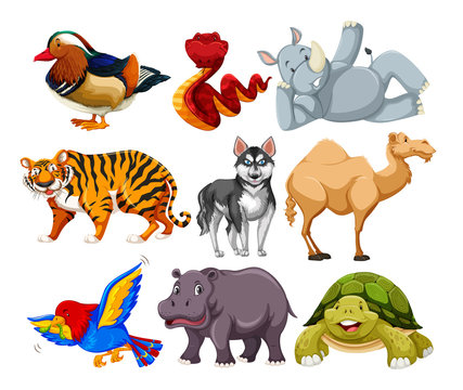 Set of different animal character