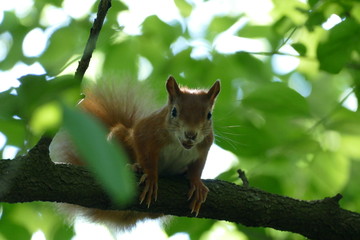 Eichhörnchen squirrel tree Baum klettern Tiere süß Nagetier Wald grün Blätter 