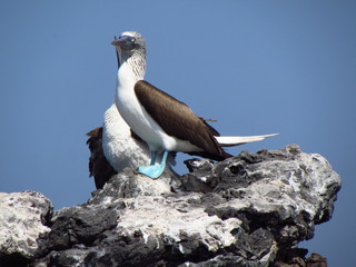 booby birds on the peak