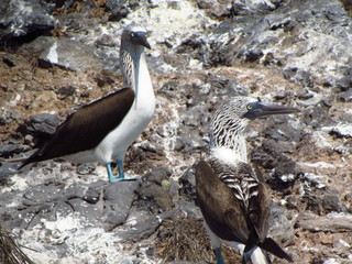 two booby birds over the rocks