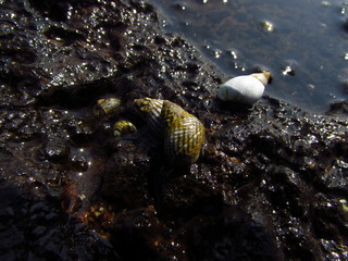 sea snails over a rock by the water