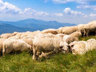 Group of sheep eating grass and resting in the middle of a hot Summer day, up in the Ciucas mountains, Romania, part of Carpathian mountains.